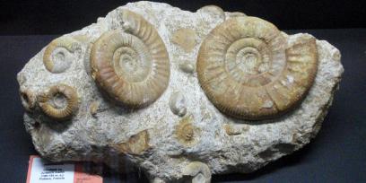 Piedras con animales marinos fosilizados.