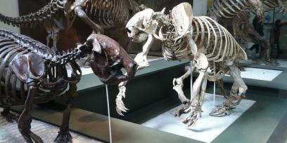 Esqueletos de animales prehistóricos.