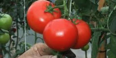 Imagen muestra una mano sosteniendo tomates que florecen en una huerta