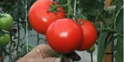 tomates en huerta