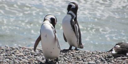 Dos pingüinos de magallanes de pie, en la orilla del mar, sobre una playa de piedras.