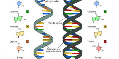 Estructura del ARN y del ADN