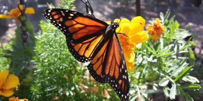 Mariposa Monarca. Imagen libre de derechos de autor.