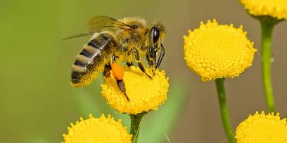 abeja en flores