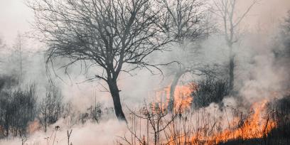 Incendio forestal. El fuego se ve a nivel de suelo. Sobre el suelo y subiendo, hay humo blanco. Se destaca la silueta de árbol sin hojas. 