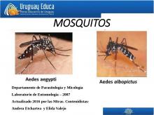 Captura de pantalla de la presentación, mostrando dos fotos del mosquito Aedes Aegypti