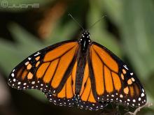 MARIPOSA MONARCA