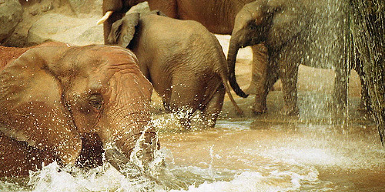 Elefantes en el agua
