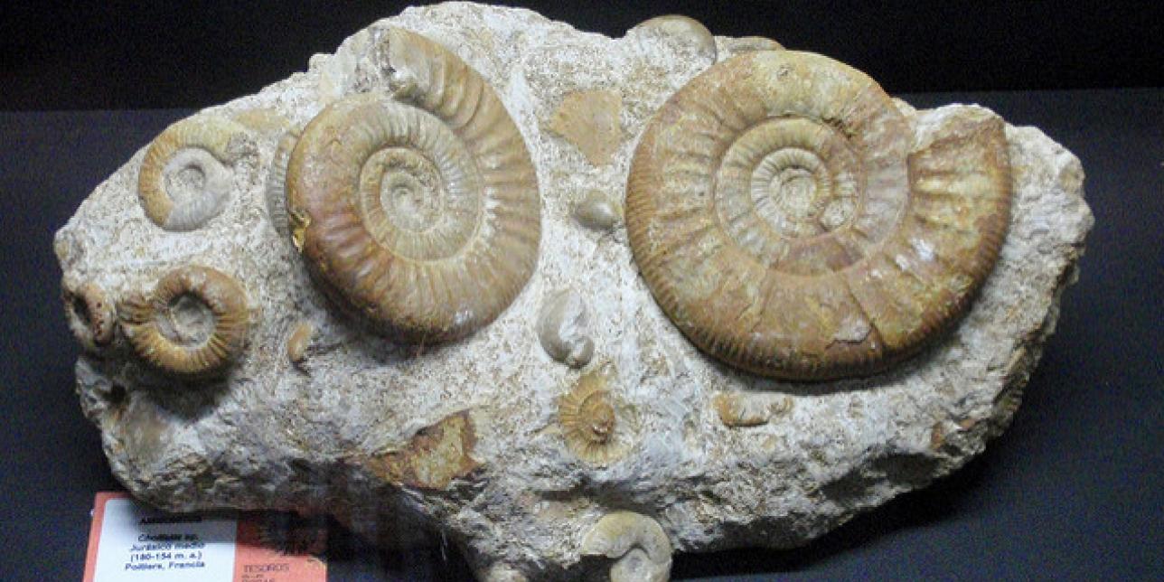 Piedras con animales marinos fosilizados.