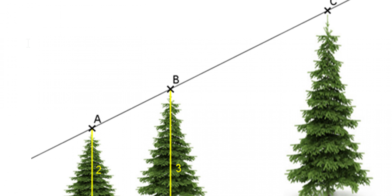 Tres pinos de distinto tamaño, imagen de resolución del problema.