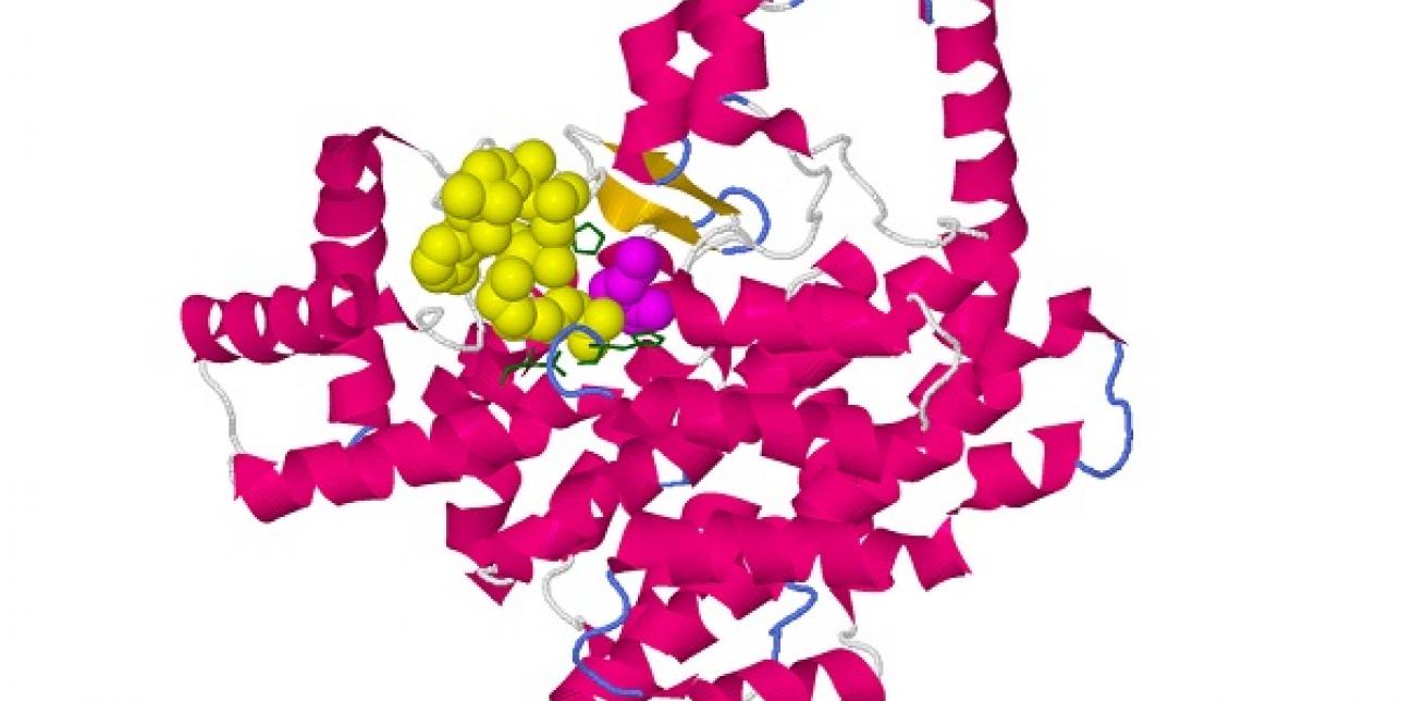 Representación de la estructura de una enzima