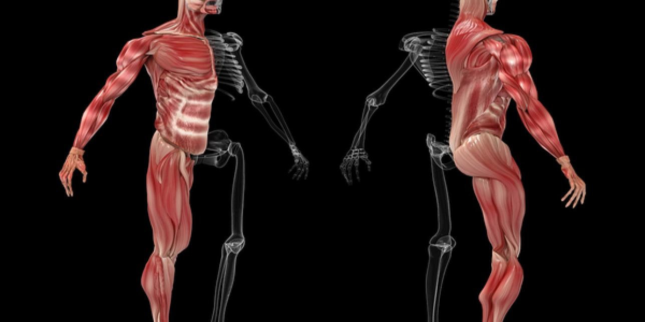 Figuras de cuerpos humanos mostrando músculos y huesos.