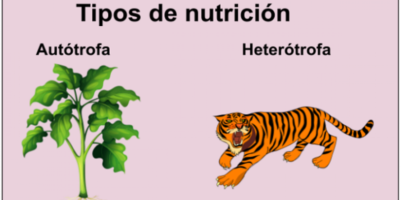 Tipos de nutrición