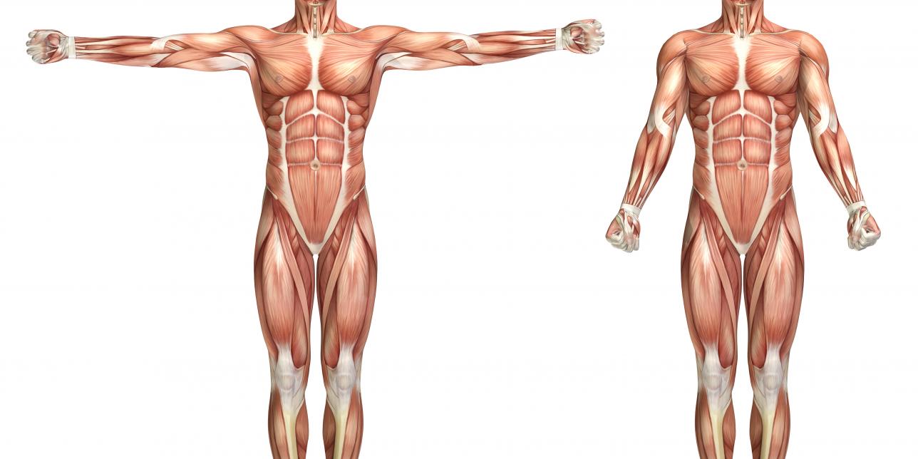 Descubriendo la Anatomía Muscular: Origen e Inserción