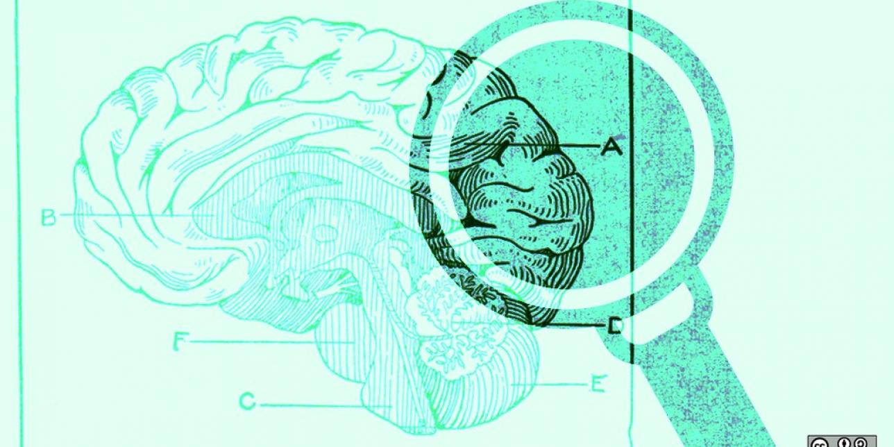 Sobre un fondo verde como marca de agua se encuentra el dibujo de un cerebro, a la derecha de este una lupa aumenta una esquina del cerebro atenuándose el color.