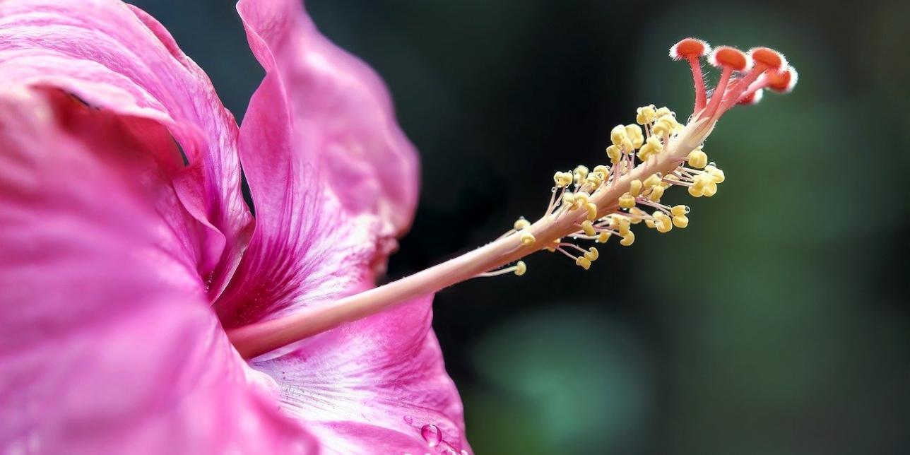 Detalle de una flor de hibisco. Se observa la estructura reproductora conteniendo polen en su estambre. 