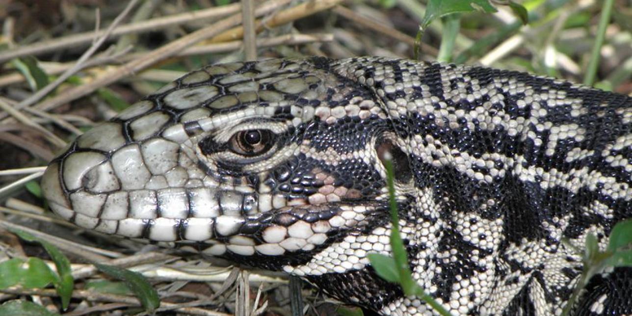 Cabeza y cuello de un lagarto overo en el pasto. 