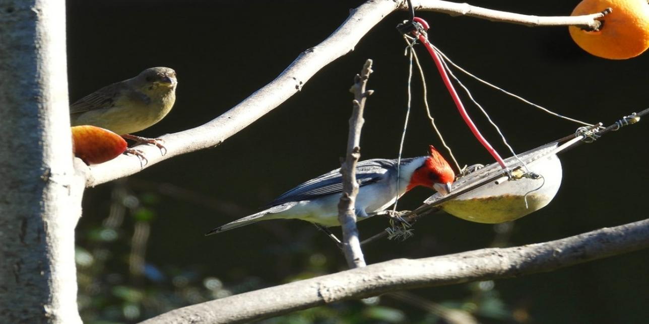 Fotografía de dos pájaros