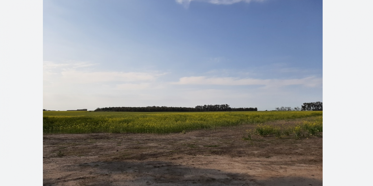 Paisaje de nuestro país: campo en Durazno