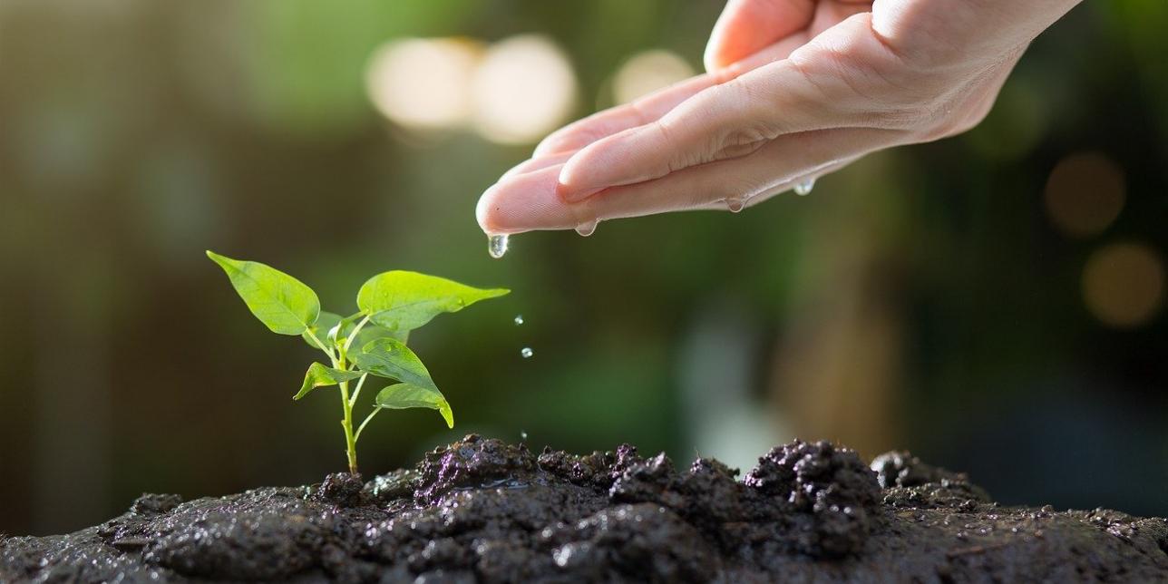 mano sosteniendo planta