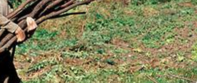 Trabajador Trabajador