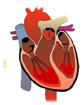 corazón
