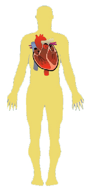 ubicacion del corazon humano