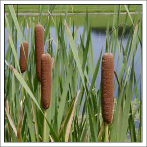 totora
