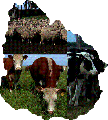 uruguay ganadero: ovinos, bovinos y lecher&iacute;a