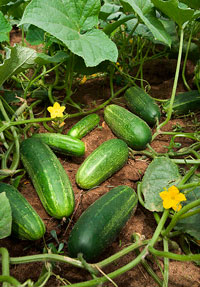 Pepinos