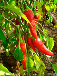 pimientos