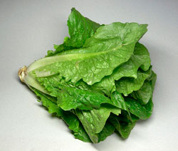 Lechuga