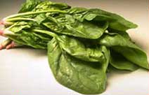 Espinaca