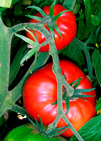 Tomates