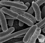 bacterias