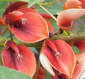 Plantas