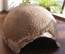 Gliptodonte