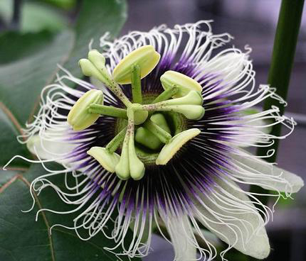 "Mburucuyá" Passiflora coerulea