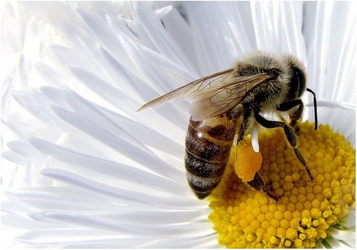 Abeja
