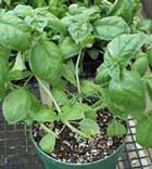 Albahaca
