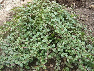 Menta