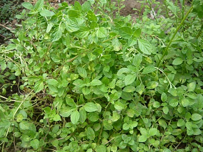 Orégano