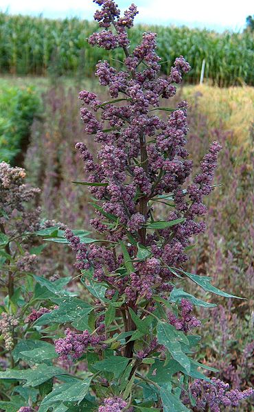 Panoja de quinua morada.