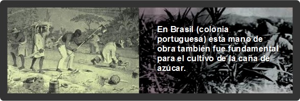En Brasil (colonia portuguesa) esta mano de obra tambi&eacute;n fue fundamental para el cultivo de la ca&ntilde;a de az&uacute;car.