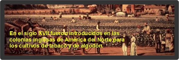 En el siglo XVII fueron introducidos en las colonias inglesas de Am&eacute;rica del Norte para los cultivos de tabaco y de algod&oacute;n.