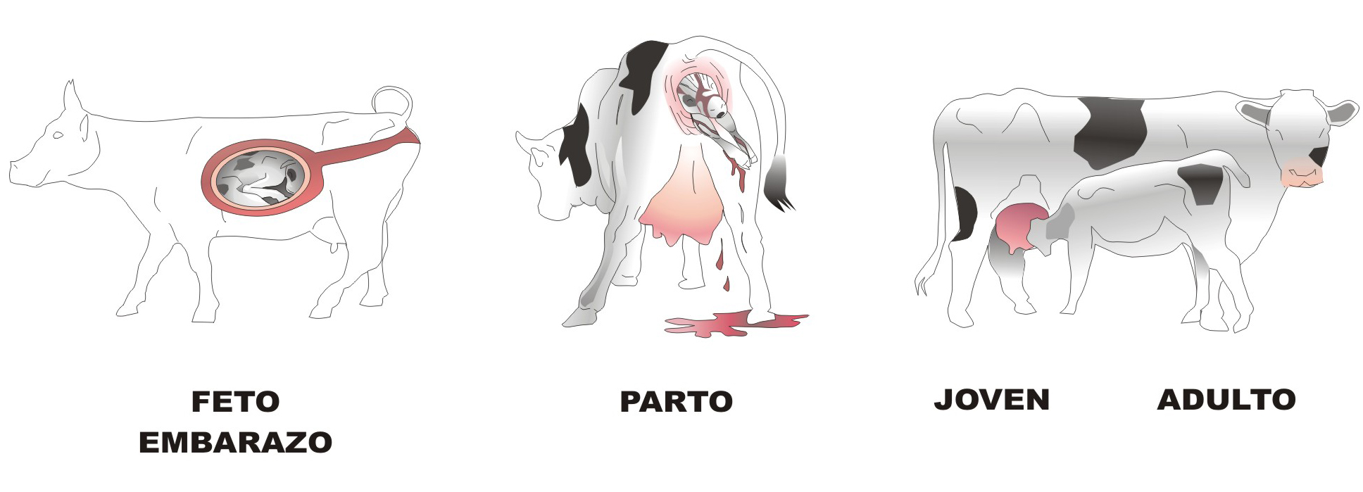 Vaca viv&iacute;parismo