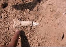 El dedo de uno de los cient&iacute;ficos se&ntilde;ala parte de los huesos