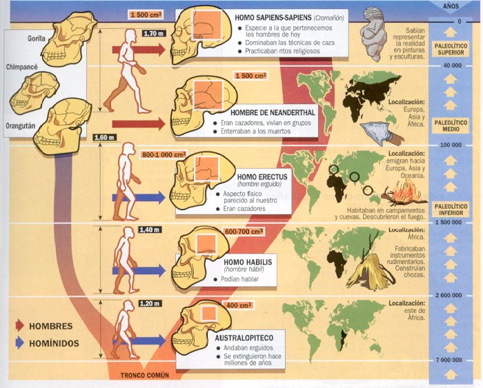 Evoluci&oacute;n de la especie humana
