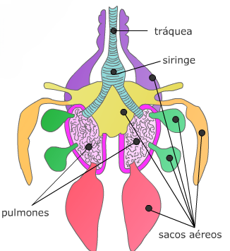 Localización de los sacos aéreos en las aves