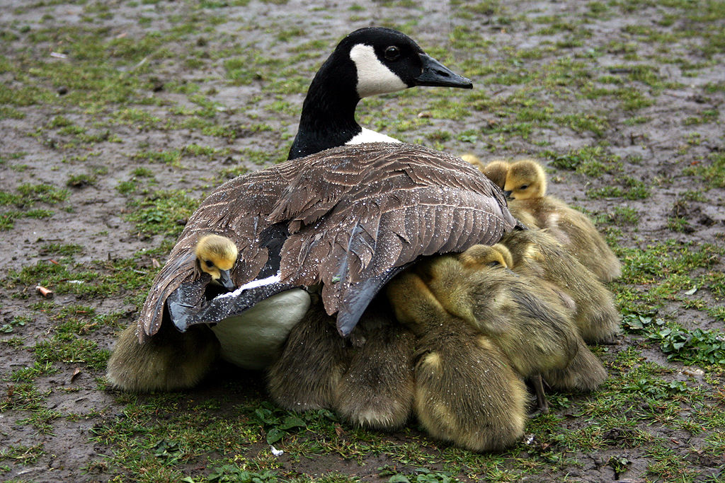 Goslings